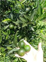 小青柑牌子_柑春秋柑普茶廠家直銷