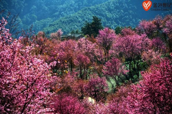 金色世纪推荐适合冬季的旅游景点