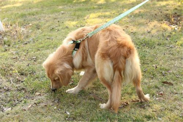 东莞宠物项圈加工厂家_孺子娃皮革制品