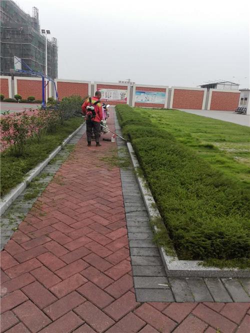 广场绿化修剪