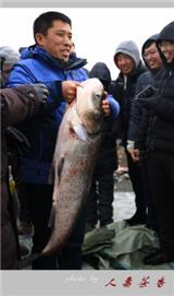 麗江查干湖魚代理加盟