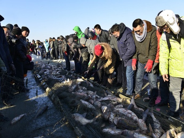 济宁查干湖鱼代理加盟