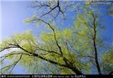 金枝龍須柳