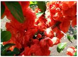 富貴王子花怎么養(yǎng)最方便