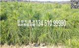 洛陽濕地松小苗批發(fā)供應(yīng)