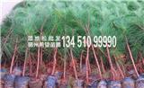 紅河濕地松杯苗價格