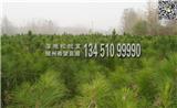 【實惠】80公分濕地松苗木批發供應，包成活，品種純正