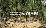 【優(yōu)質(zhì)】80公分濕地松苗批發(fā)供應(yīng)，價格實惠，基地直銷