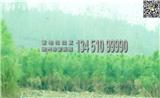 【{sx}】100公分濕地松杯苗批發(fā)供應(yīng)，隨州希望苗圃