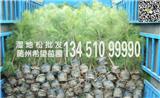 【實(shí)惠】80公分濕地松苗價(jià)格，千畝濕地松基地直銷