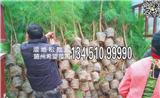 【包成活】80公分濕地松營養(yǎng)杯苗價(jià)格，包成活，規(guī)格齊全
