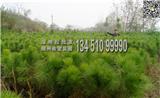 【包成活】100公分濕地松營養(yǎng)杯苗價(jià)格，價(jià)格實(shí)惠，基地直銷