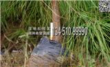 【實(shí)惠】80公分濕地松營養(yǎng)杯苗批發(fā)供應(yīng)，價(jià)格實(shí)惠，基地直銷