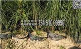 【優(yōu)質(zhì)】100公分濕地松小苗批發(fā)供應(yīng)，大杯苗，成活率高！