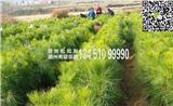 【實(shí)惠】80公分濕地松價(jià)格，包成活，規(guī)格齊全