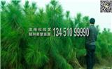 【實(shí)惠】100公分濕地松營養(yǎng)杯苗價(jià)格，大杯苗，成活率高！