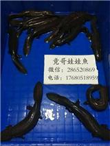 娃娃魚飼養(yǎng)成本_娃娃魚的繁殖技術(shù)