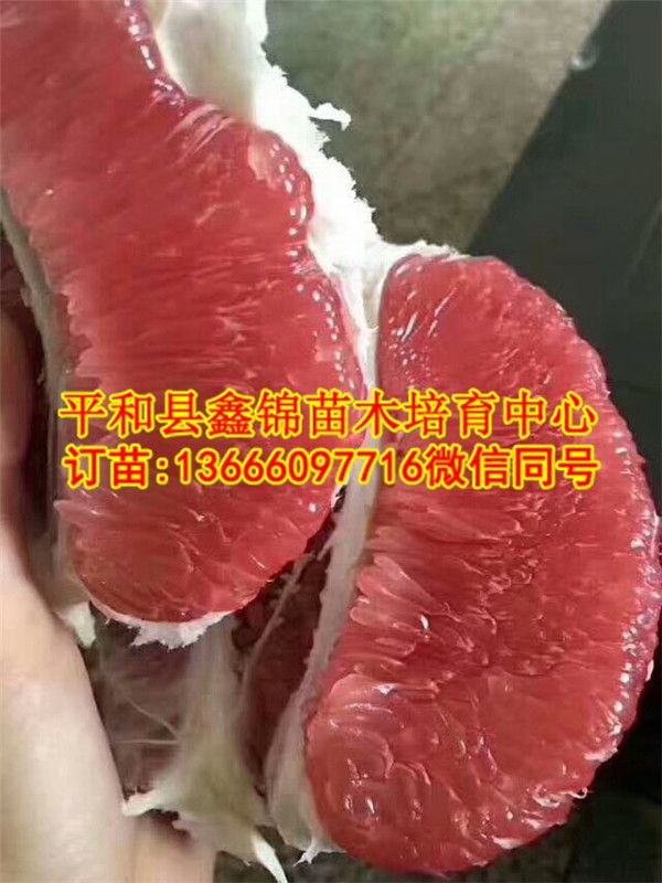 福建红肉蜜柚树苗厂家_和平县鑫锦苗木培育中心