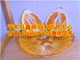 湖南黃肉蜜柚樹苗哪里買_和平縣鑫錦苗木培育中心