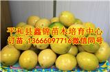 江西黃金百香果苗批發(fā)價(jià)_和平縣鑫錦苗木培育中心