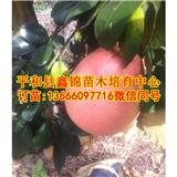 廣東黃心柚子樹苗多少錢一棵