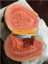 云南芭樂苗_芭樂苗哪里買