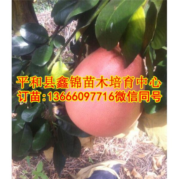 江苏红心柚子树苗_红心柚子树苗哪里买