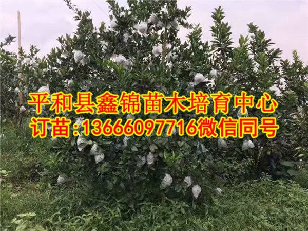 广西蜜柚苗多少钱一棵_和平县鑫锦苗木培育中心