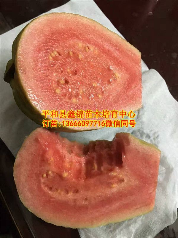 广东红宝石芭乐苗价格