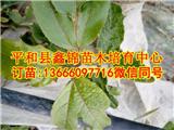 云南百香果苗_百香果苗哪里買