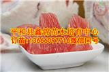 廣東蜜柚苗多少錢一棵