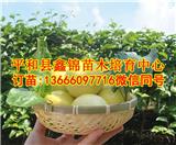 貴州黃皮百香果苗_黃皮百香果苗多少錢一株