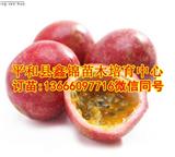 四川黃皮百香果苗_黃皮百香果苗哪家便宜