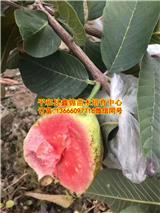 廣西紅寶石芭樂苗_紅寶石芭樂苗哪里買