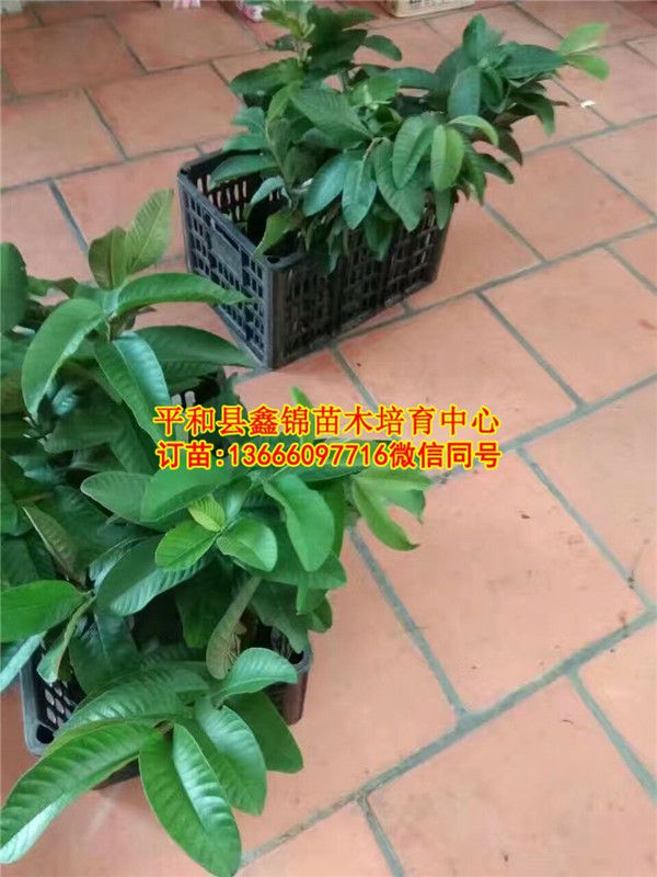 广东芭乐苗批发_和平县鑫锦苗木培育中心