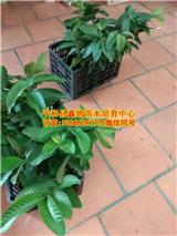 廣東芭樂苗批發_和平縣鑫錦苗木培育中心