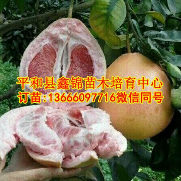 广东红肉蜜柚苗哪里有卖的_和平县鑫锦苗木培育中心