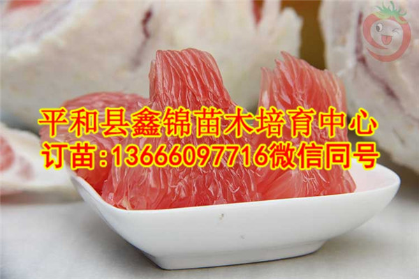 红肉蜜柚苗_黄心柚子树苗批发