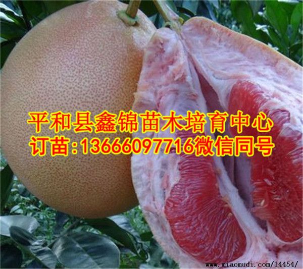 江苏红肉柚子苗_红肉柚子苗价格