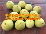 貴州葡萄柚苗多少錢一株_和平縣鑫錦苗木培育中心