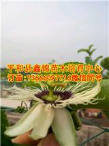 浙江百香果苗多少錢一株
