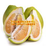 重慶青柚苗_青柚苗價格行情