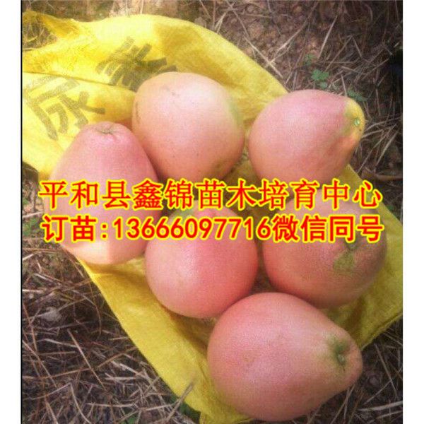重庆黄肉蜜柚苗价格行情_和平县鑫锦苗木培育中心