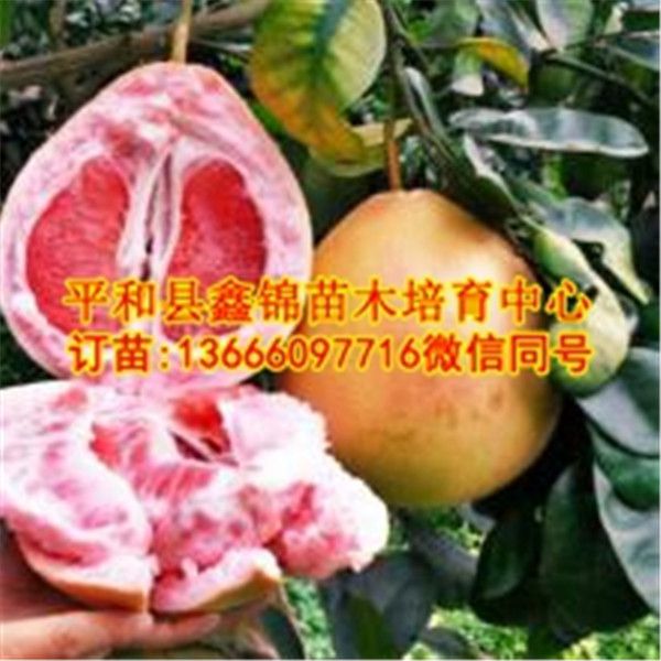 云南红心蜜柚树苗多少钱一棵_和平县鑫锦苗木培育中心