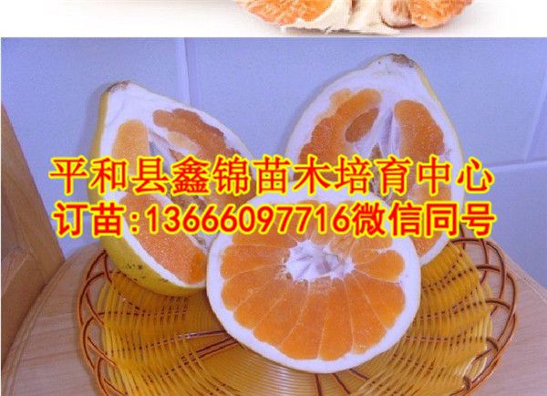 广西三红蜜柚苗价格