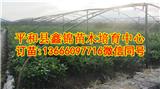 江西紅心柚子樹苗哪里買