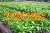 廣西三紅蜜柚苗_三紅蜜柚苗價格
