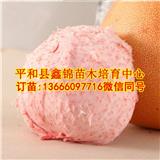 廣東三紅蜜柚樹苗多少錢一棵