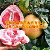 貴州三紅柚子苗廠家