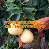 貴州三紅柚子苗廠家